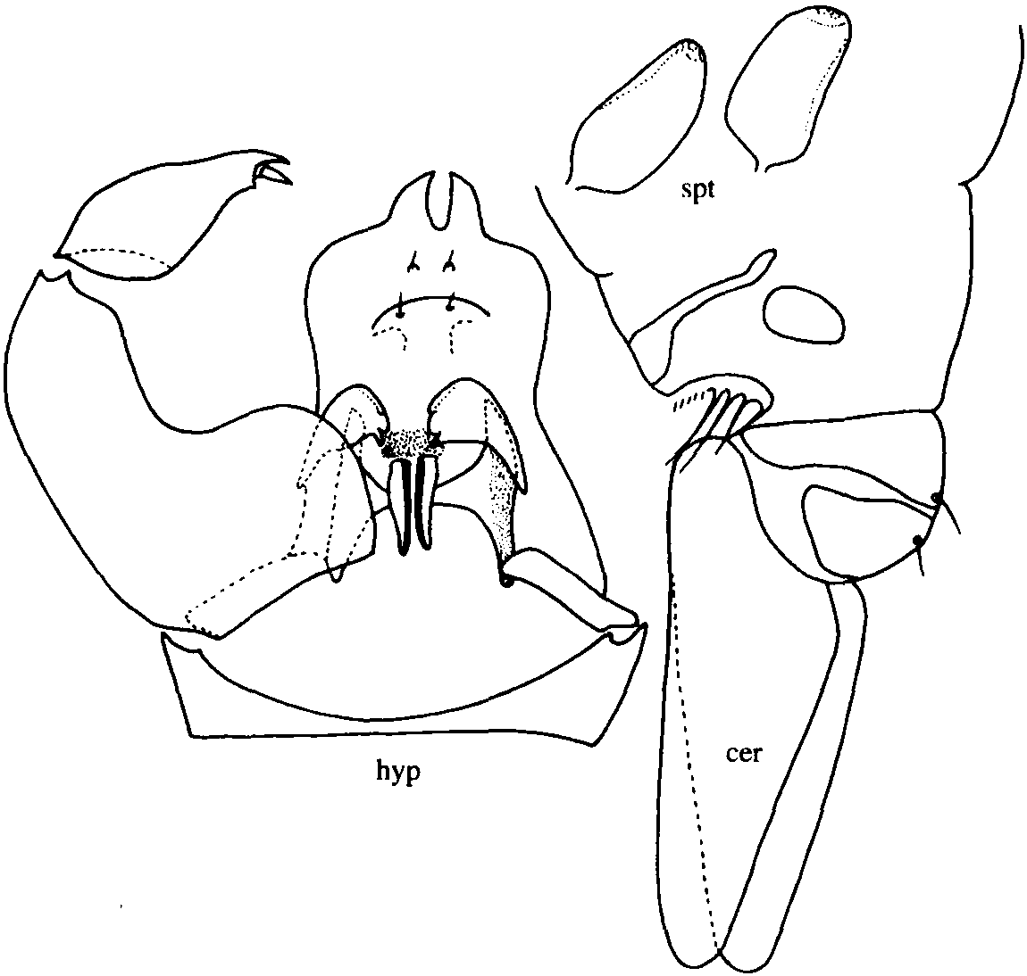 20.溪岸细蠓